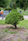 Picea glauca. Взрослое растение (культивар 'Alberta Globe'), происхождение - Эстония. Псковская обл., г. Псков, сквер у гостинцы “Рижская”. 08.06.2006.