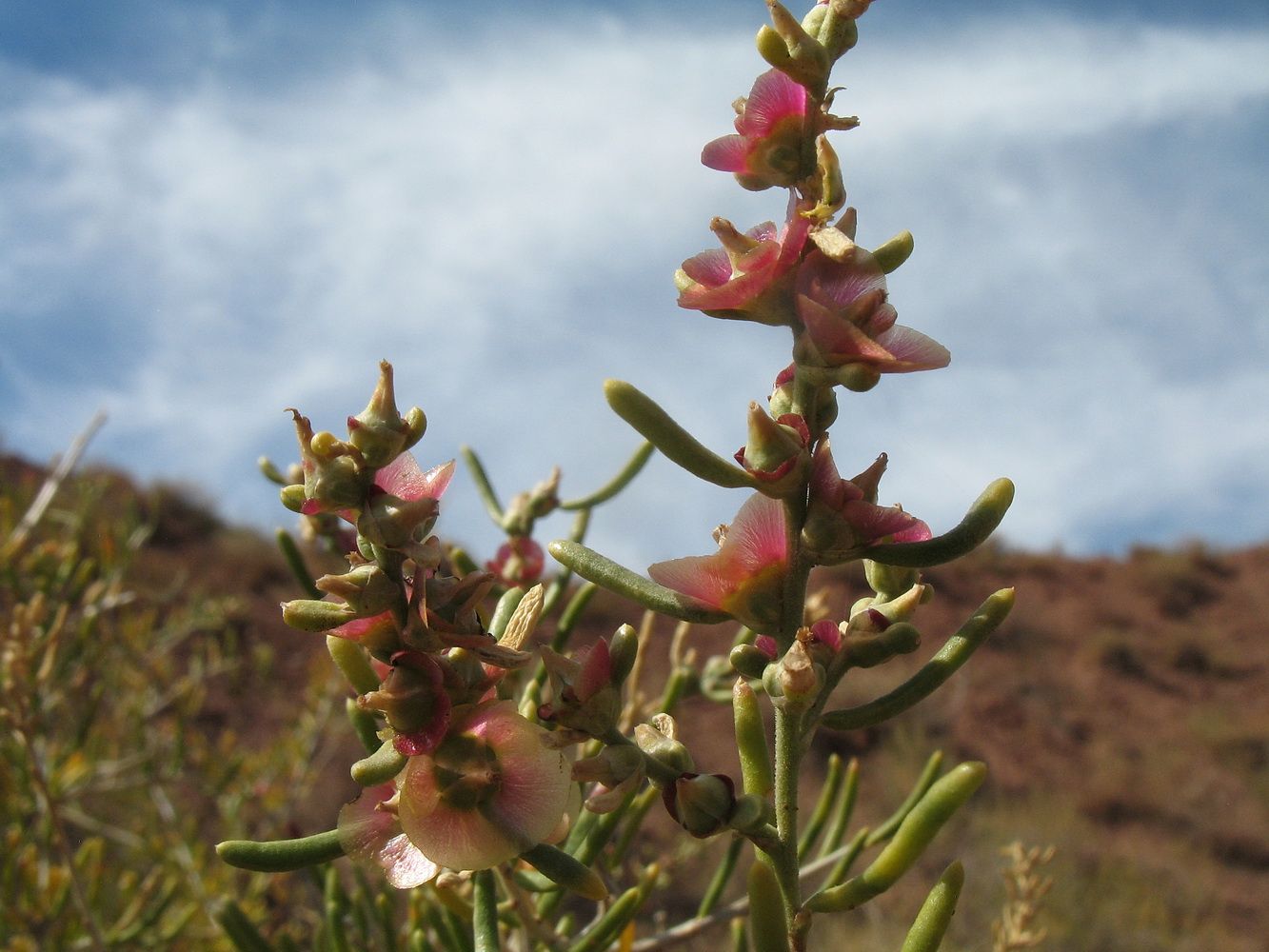Image of Salsola arbusculiformis specimen.