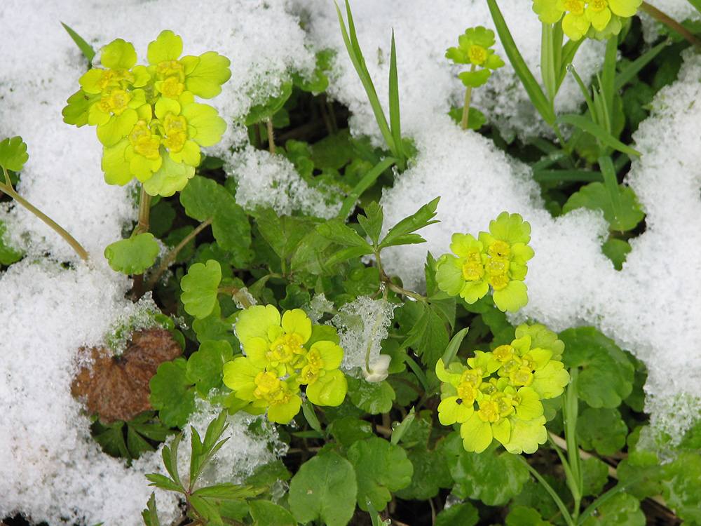 Image of Chrysosplenium alternifolium specimen.