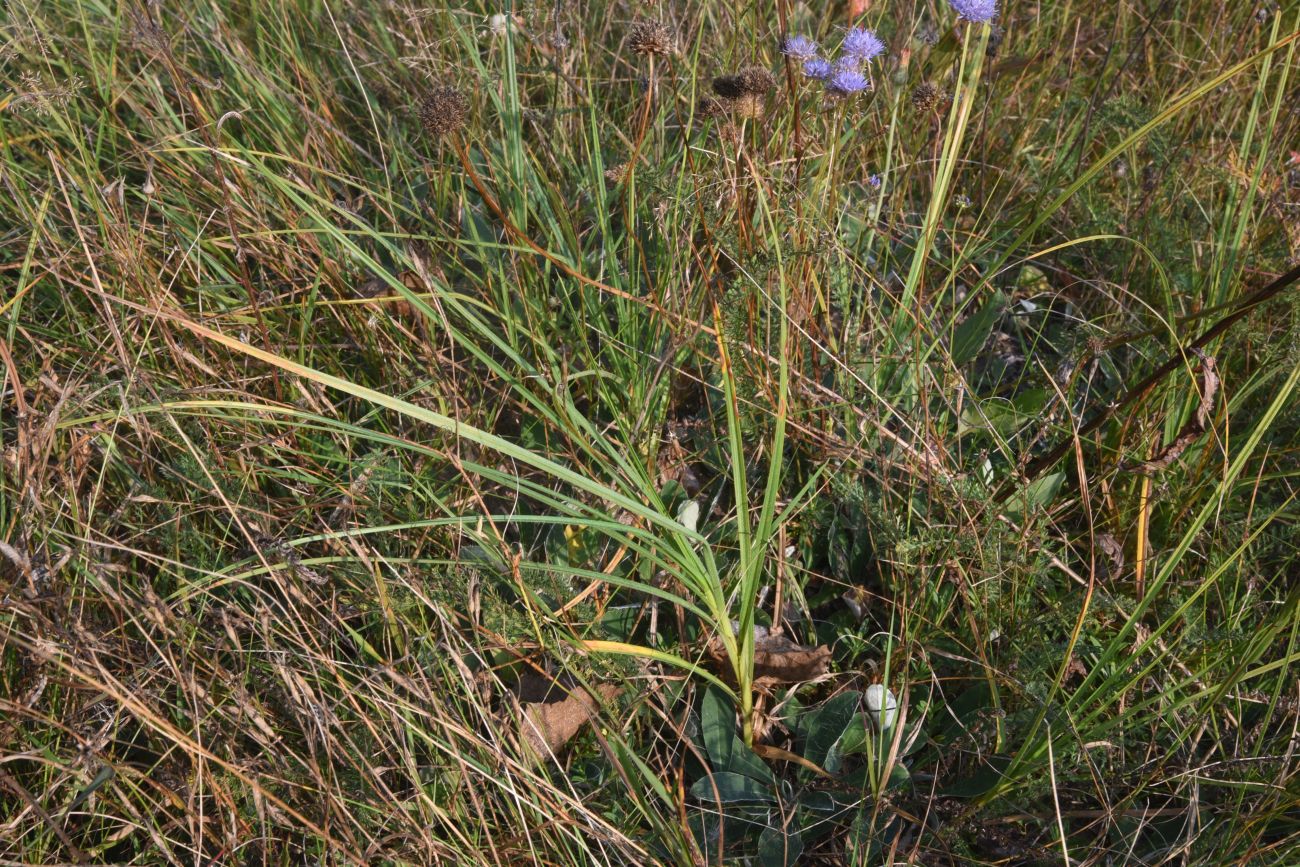 Image of genus Carex specimen.