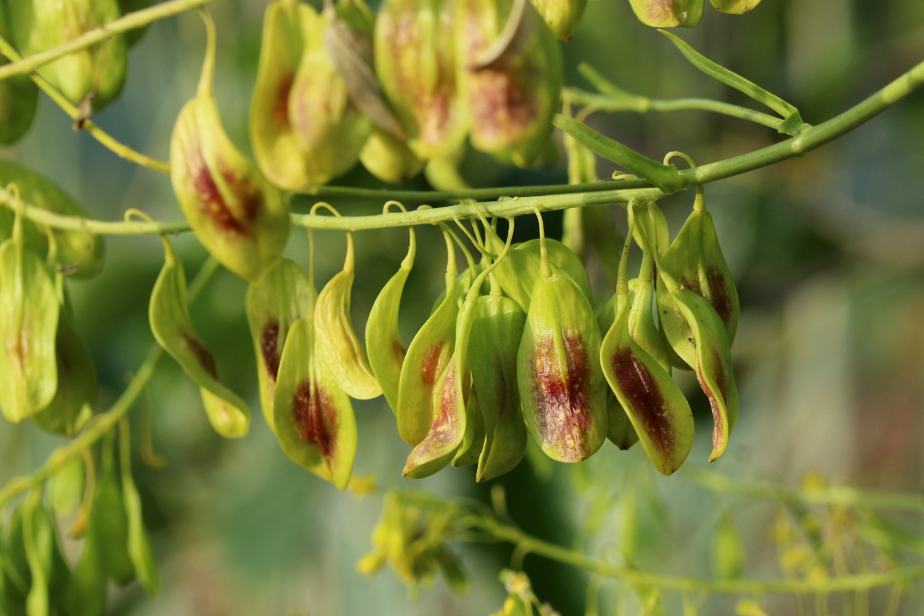 Image of Isatis tinctoria specimen.