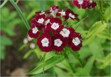 Dianthus barbatus. Соцветие. Московская обл., Раменский р-н, окр. дер. Хрипань, садовый участок. 17.06.2024.
