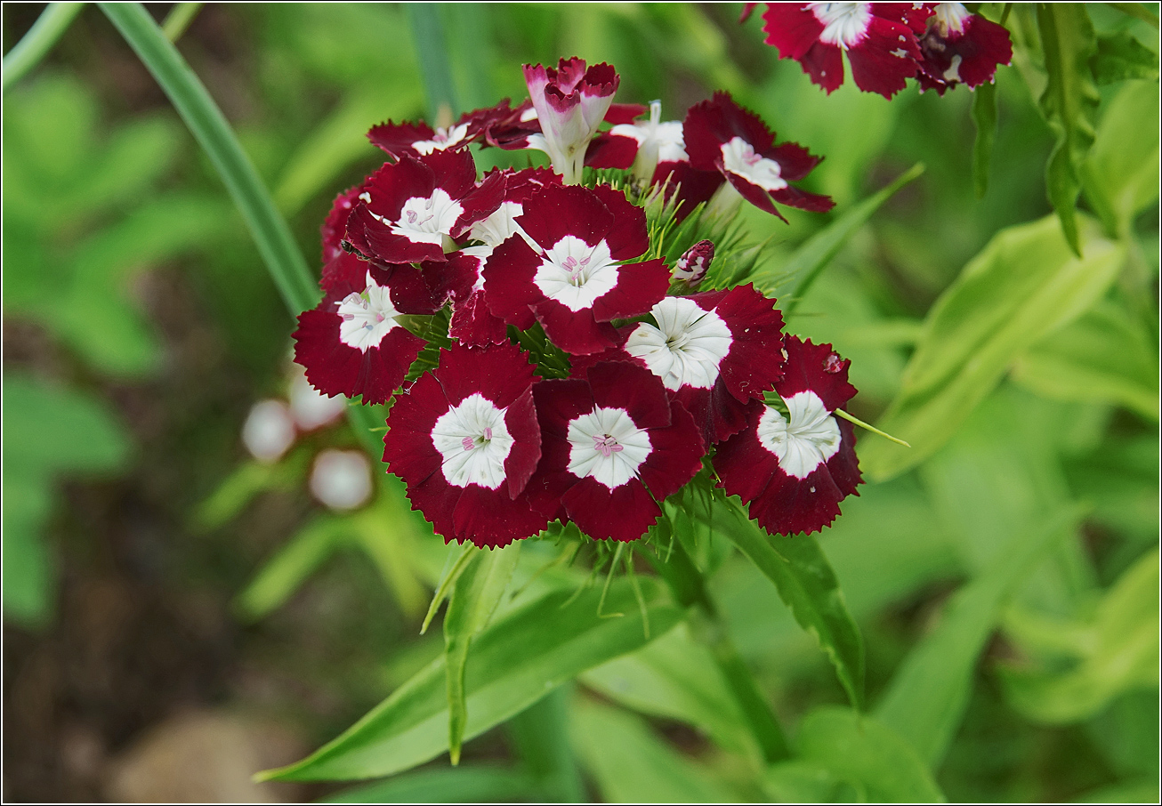Image of Dianthus barbatus specimen.