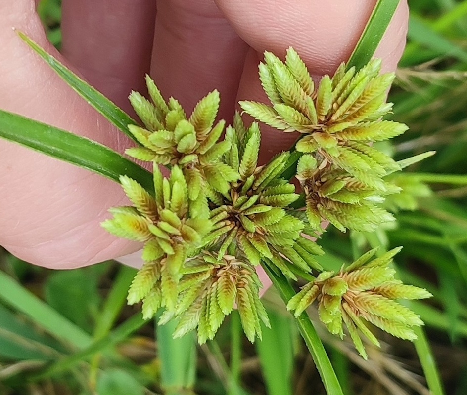 Image of Cyperus eragrostis specimen.