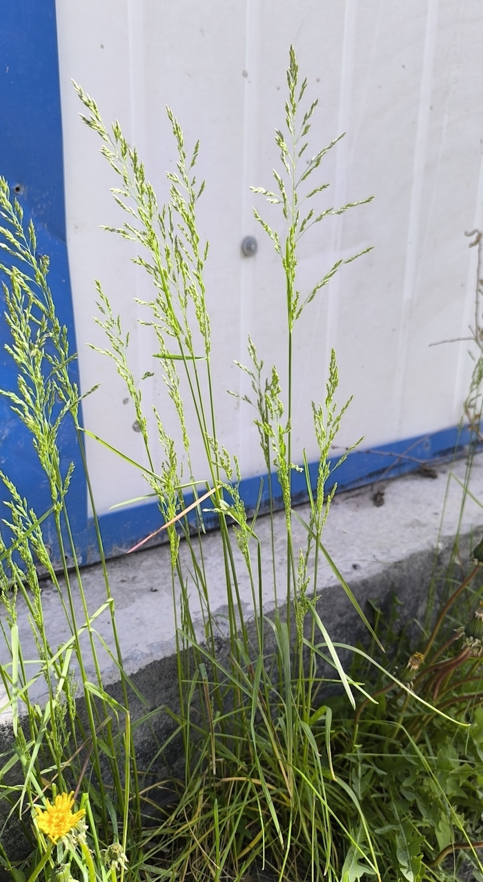 Image of Poa pratensis specimen.