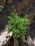 Sphaenolobium tianschanicum
