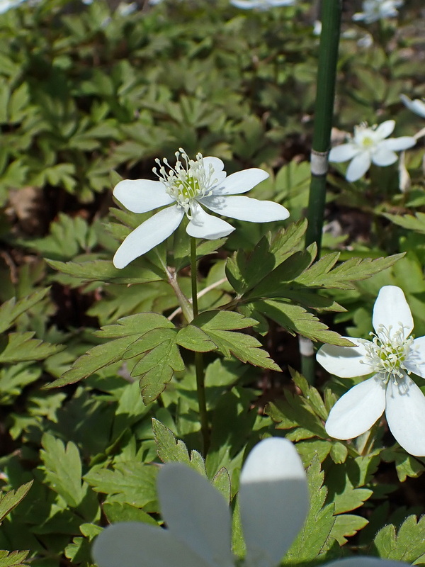 Изображение особи Anemone amurensis.