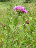 Centaurea pseudophrygia