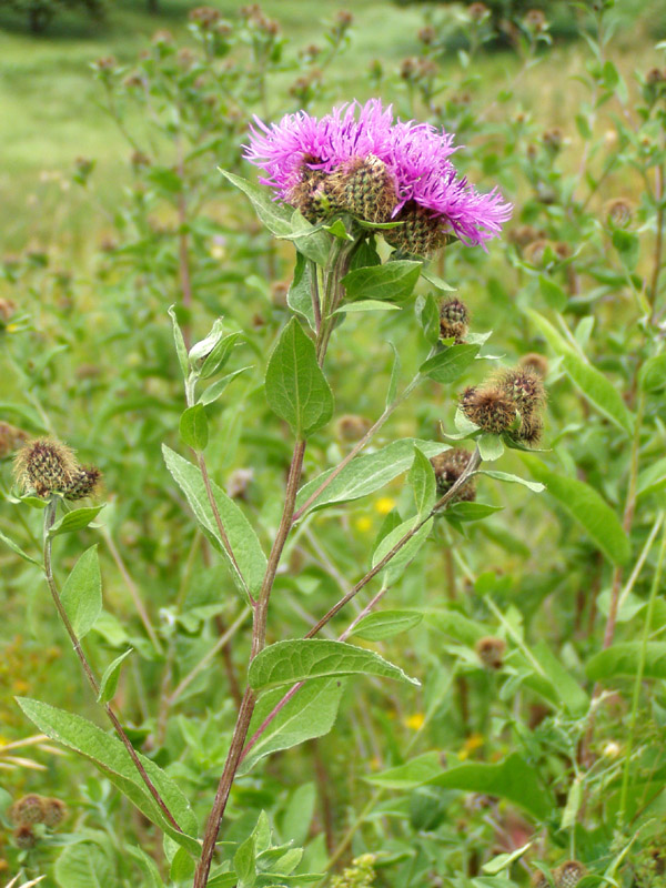 Изображение особи Centaurea pseudophrygia.