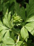 Anemone amurensis. Плод. Хабаровский край, г. Комсомольск-на-Амуре, правый берег р. Силинка, перелесок. 22.05.2025.