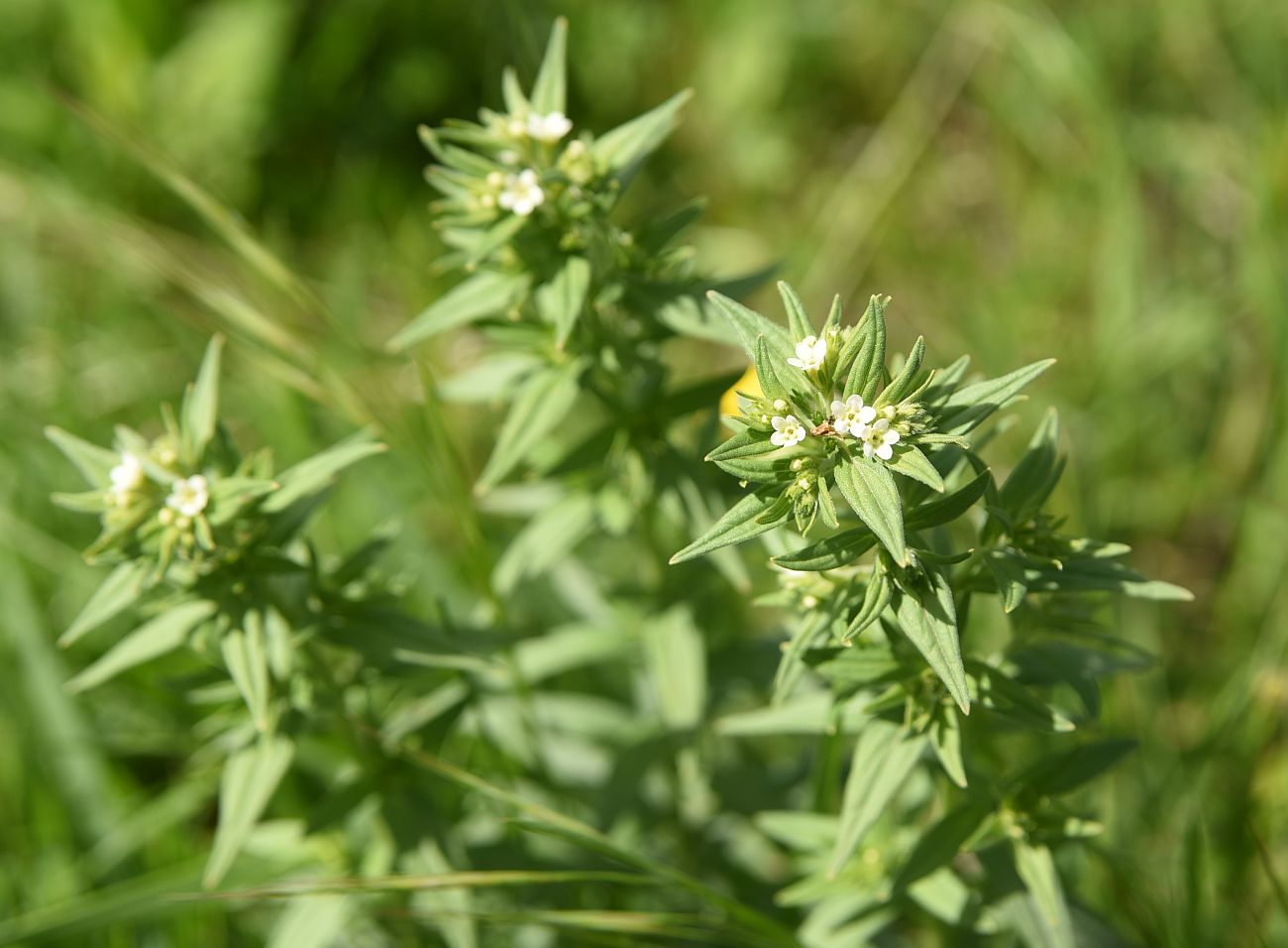 Image of Lithospermum officinale specimen.