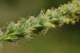 genus Carex