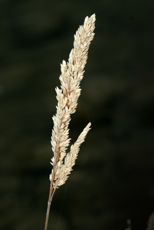 Image of Holcus lanatus specimen.