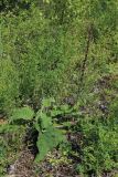 Verbascum nigrum