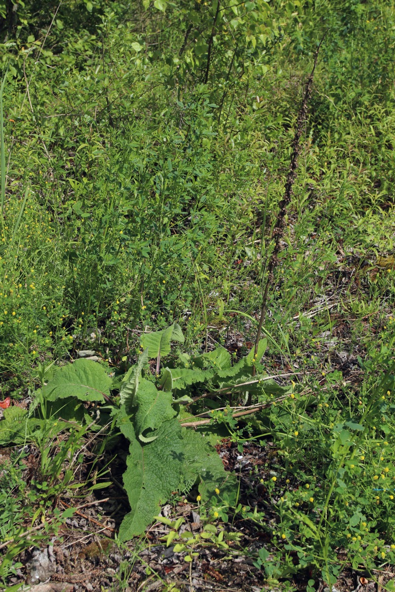 Image of Verbascum nigrum specimen.