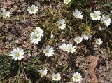 Смотреть изображение Dichodon cerastoides