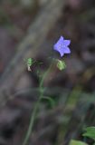 Campanula rotundifolia. Цветок и плод. Ярославская обл., Мышкинский р-н, окр. дер. Борок, левый берег р. Юхоть чуть выше моста, смешанный лес. 12 июля 2025 г.