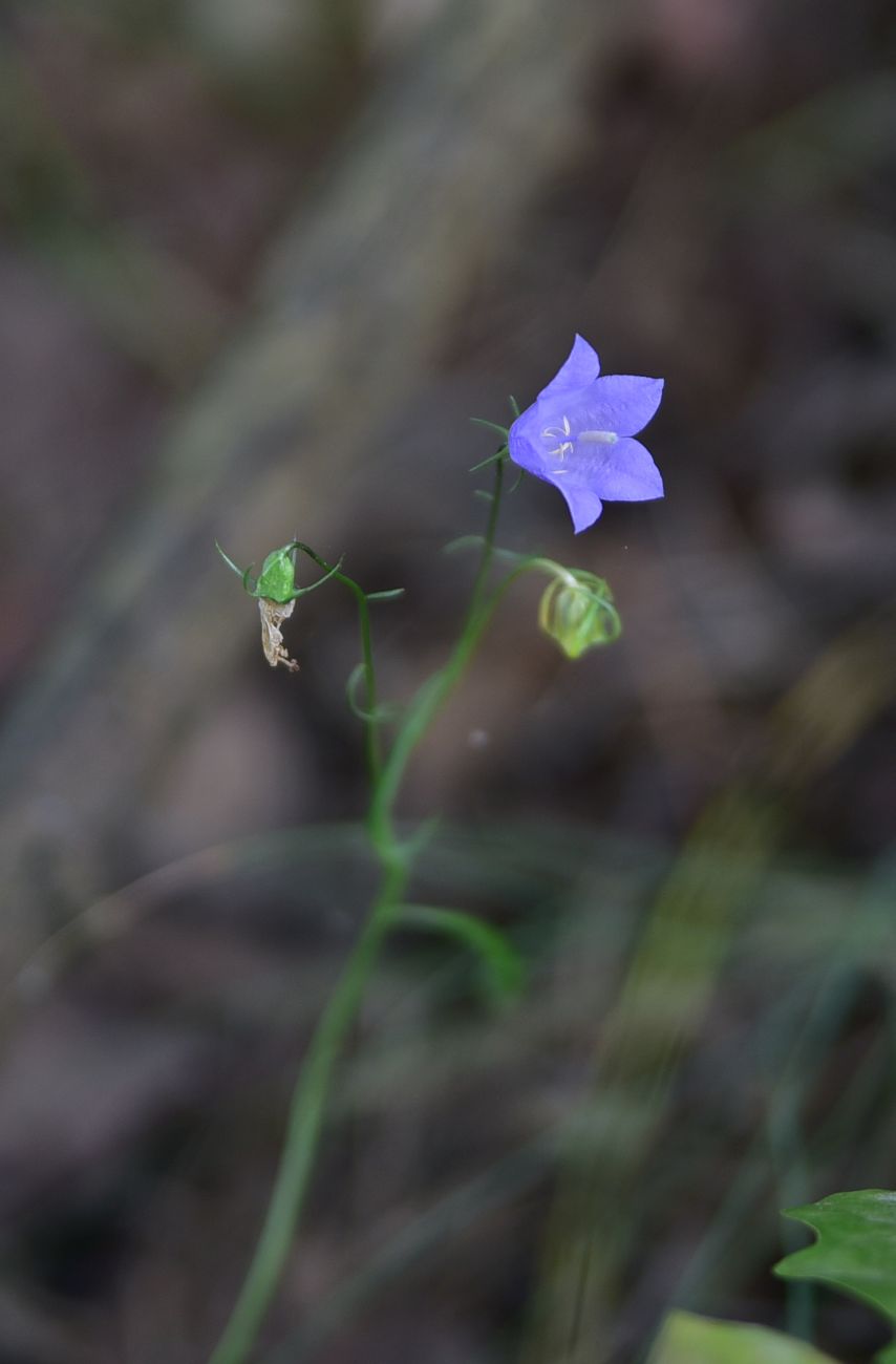 Image of Campanula rotundifolia specimen.
