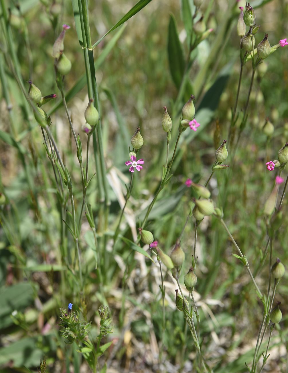 Image of genus Silene specimen.