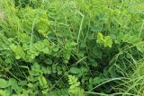 Astragalus glycyphyllos