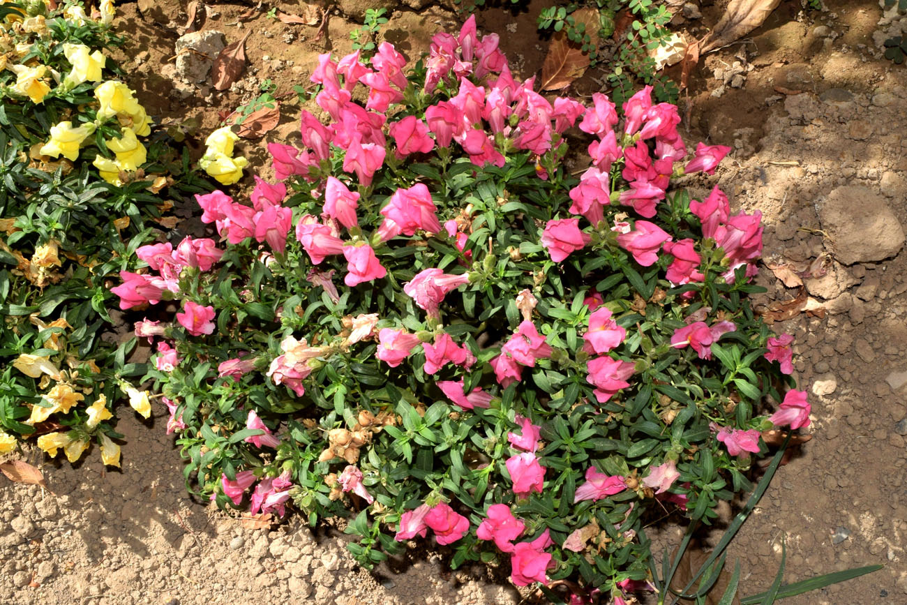 Изображение особи Antirrhinum majus.