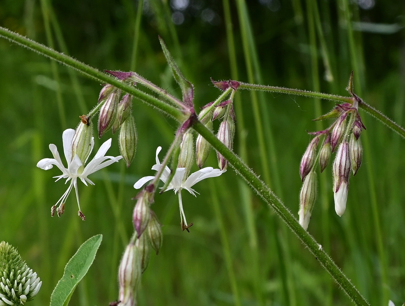 Image of genus Silene specimen.