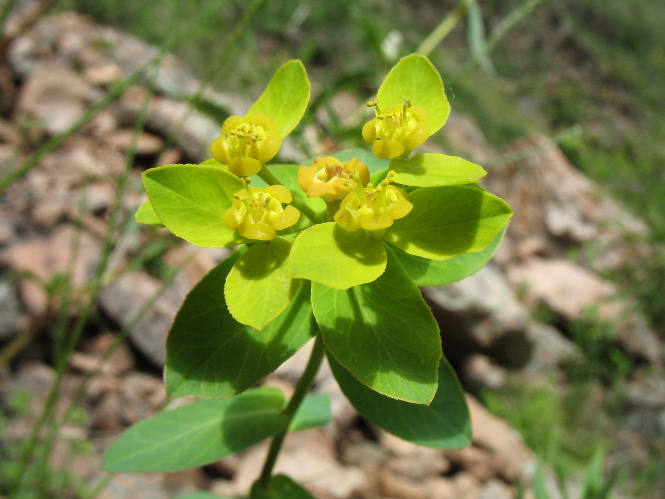 Image of Euphorbia talastavica specimen.