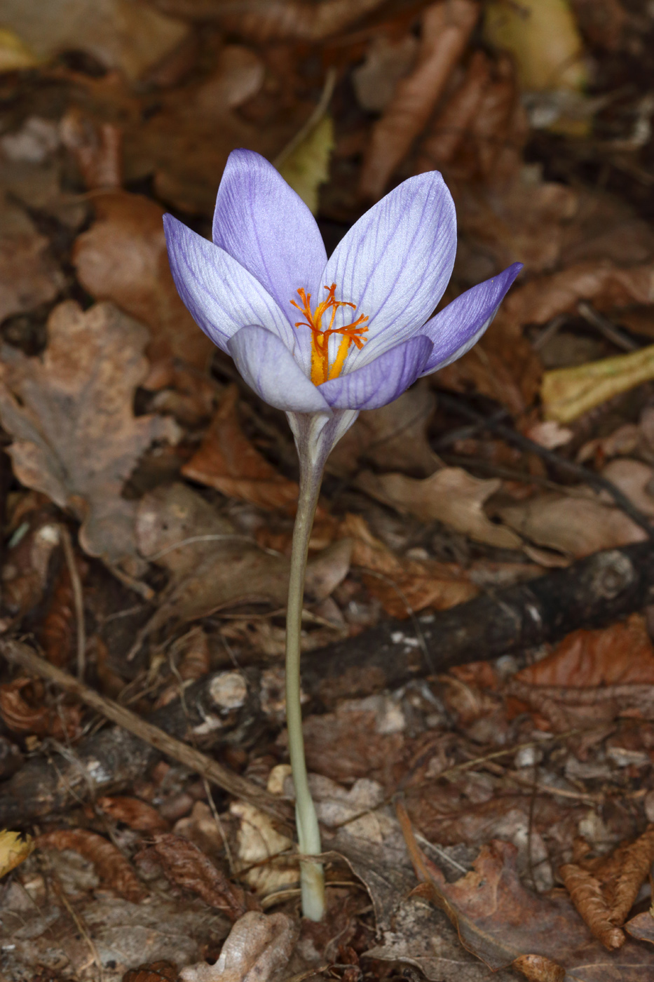 Изображение особи Crocus speciosus.