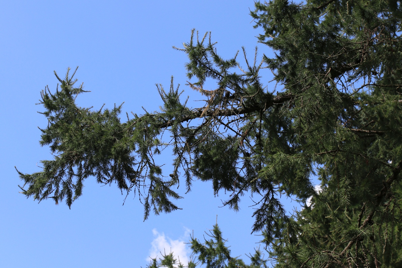 Изображение особи Larix decidua.