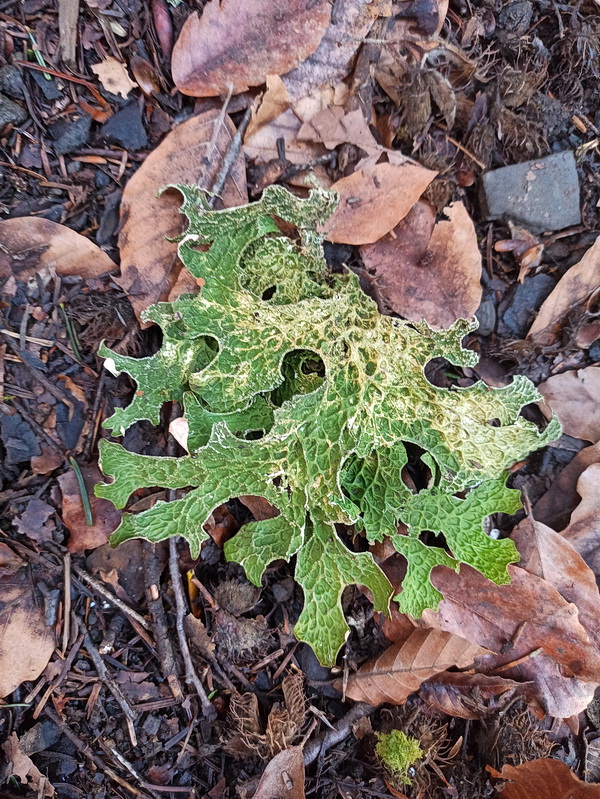 Image of Unknown species specimen.