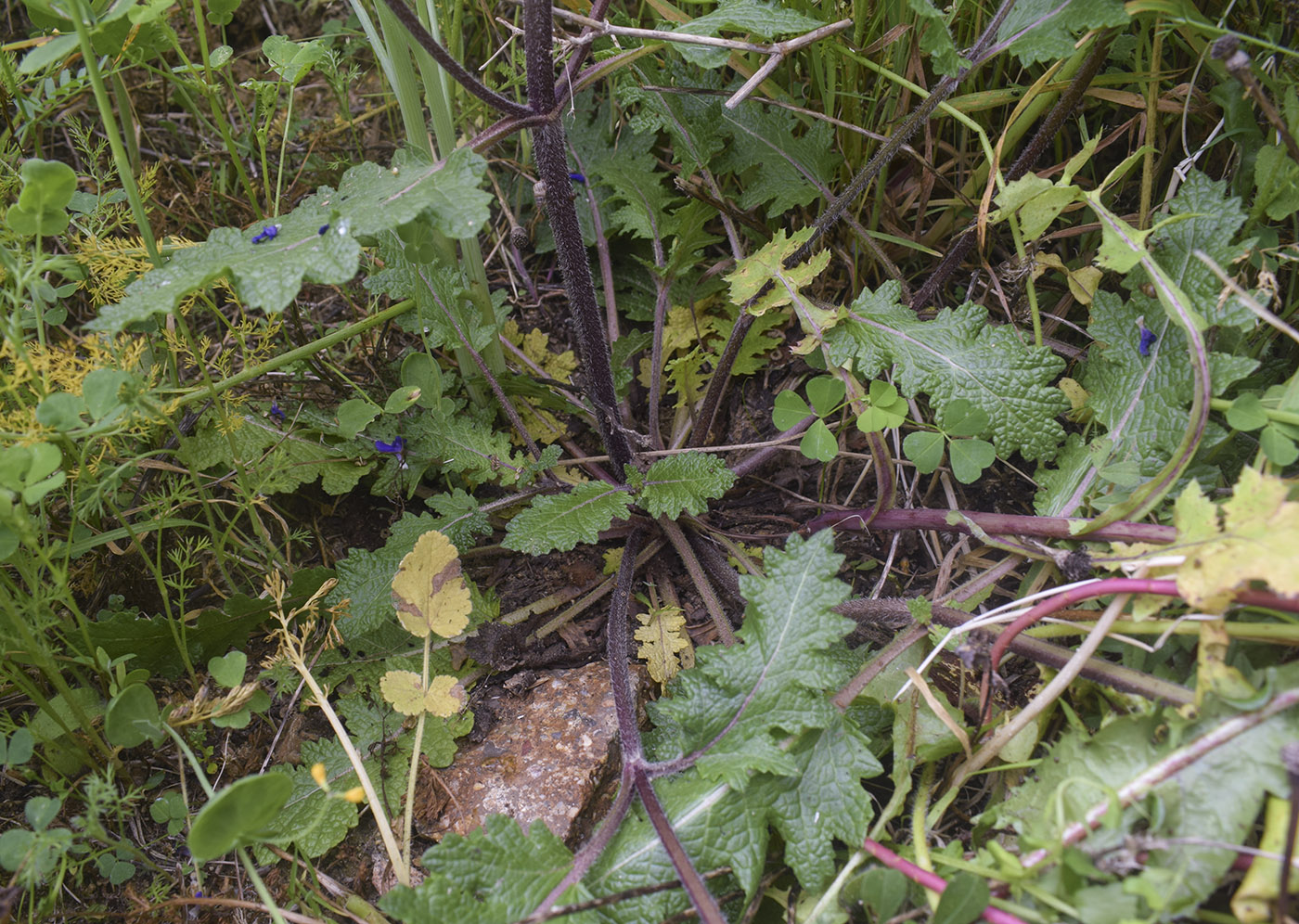 Image of Salvia verbenaca specimen.