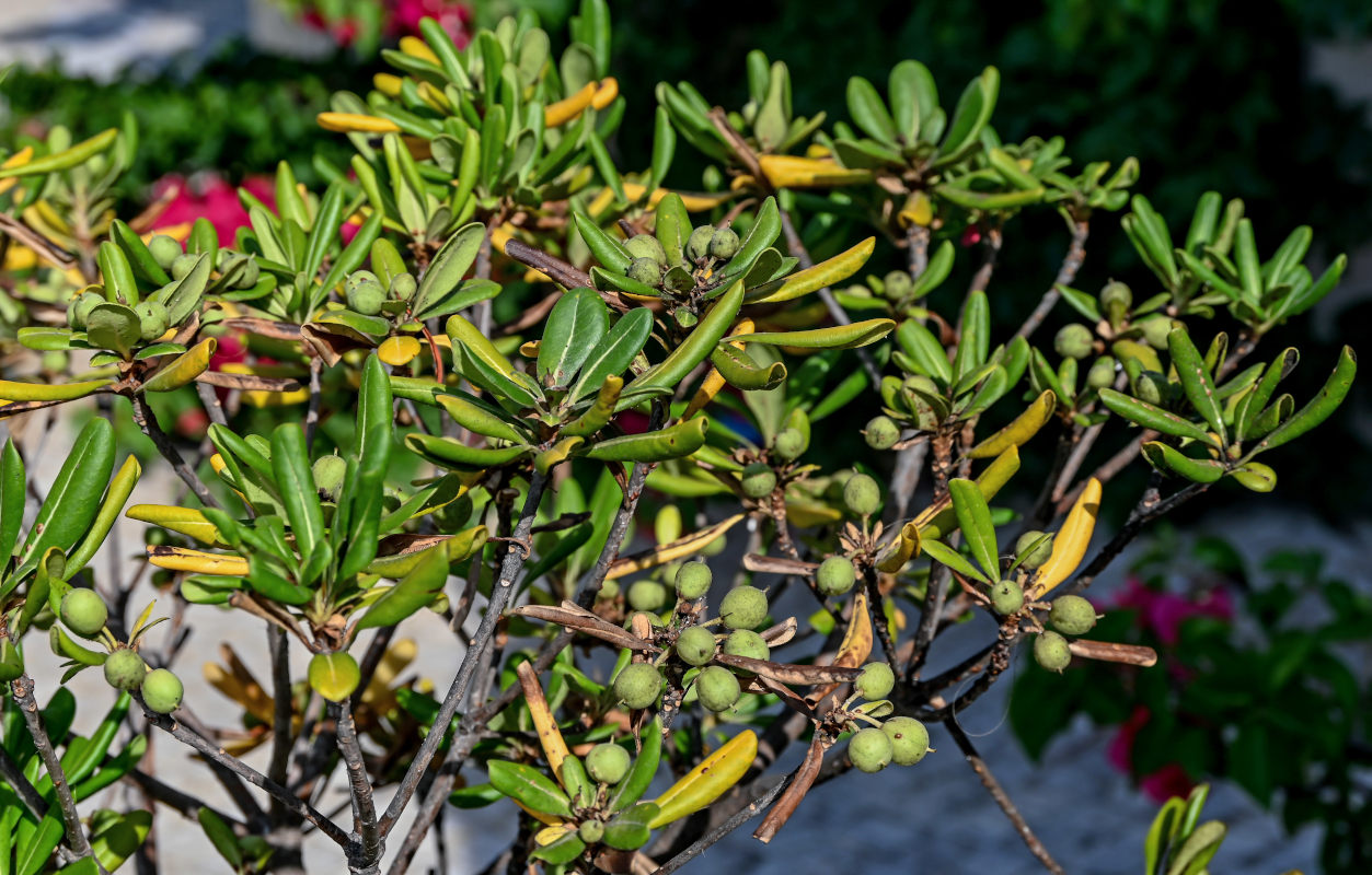 Image of Pittosporum tobira specimen.