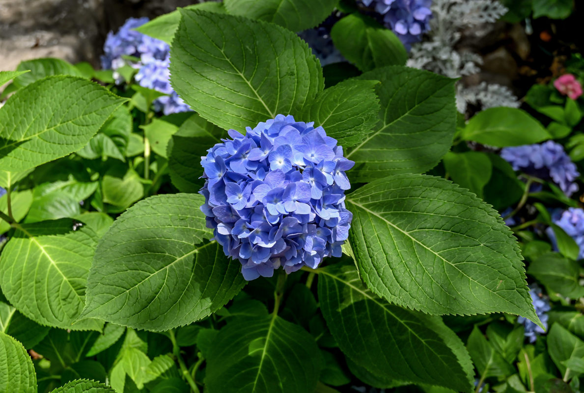 Изображение особи Hydrangea macrophylla.