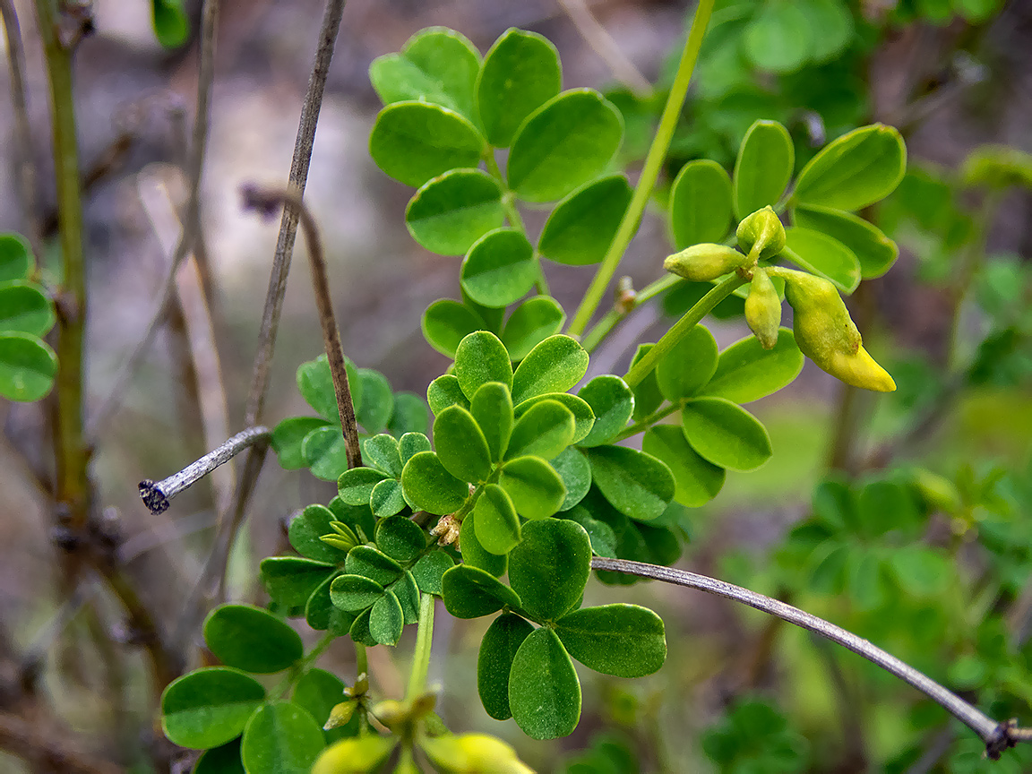 Изображение особи Hippocrepis emeroides.