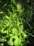 Ligularia lydiae