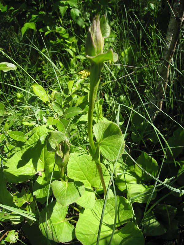 Изображение особи Ligularia lydiae.