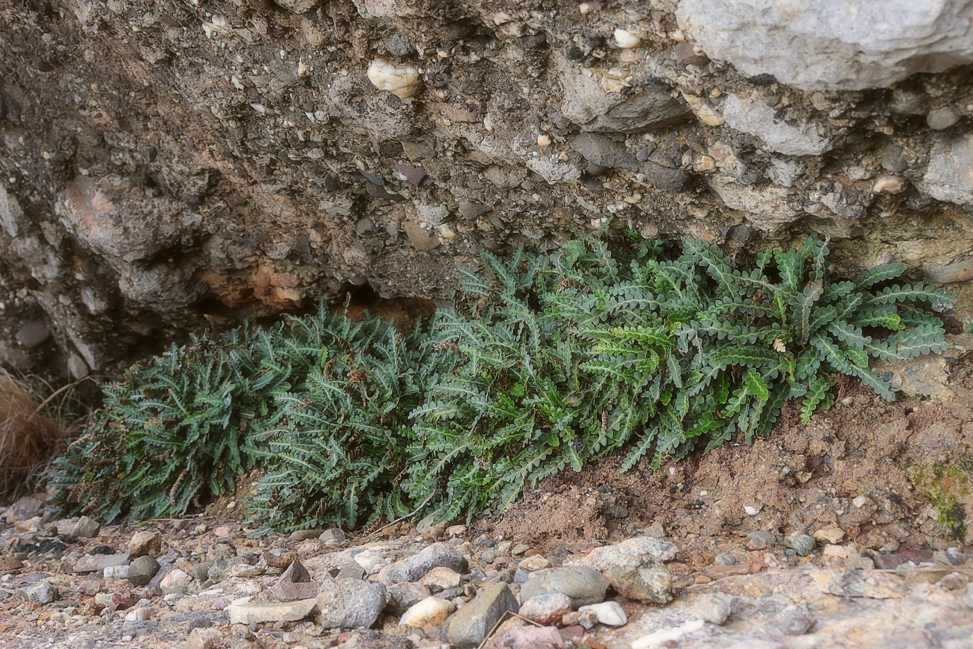 Изображение особи Ceterach officinarum.