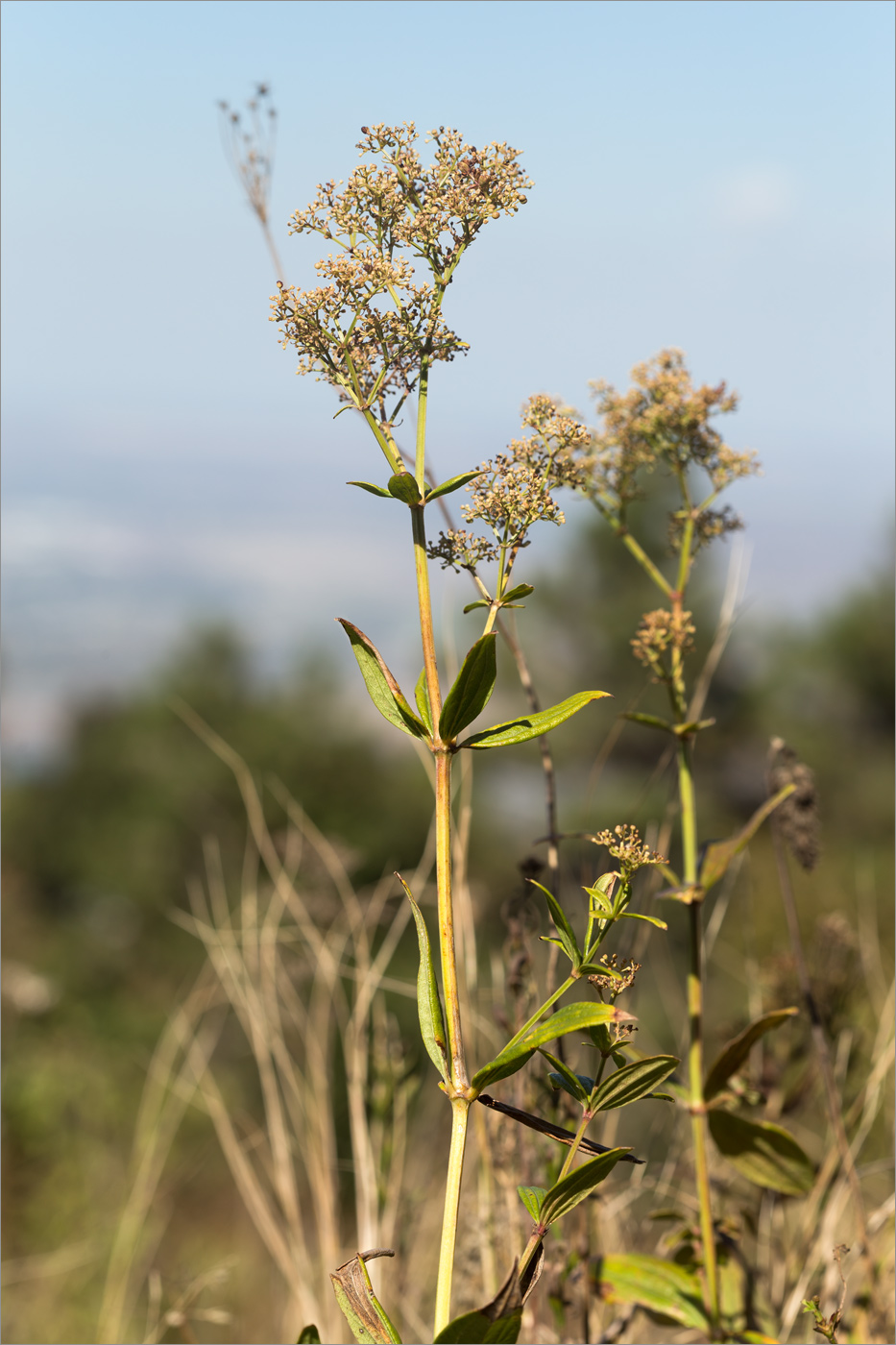 Изображение особи род Galium.