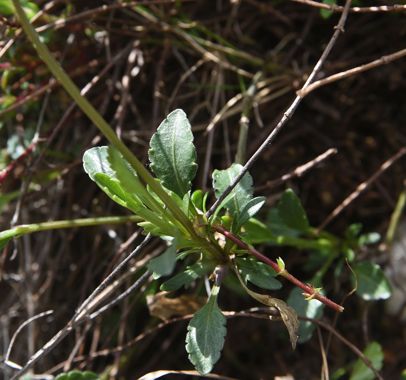 Изображение особи Viola oreades.