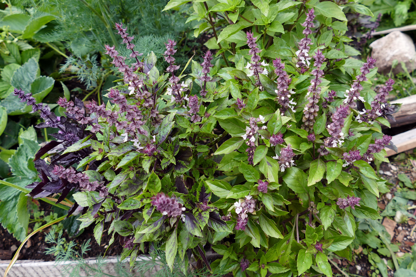 Image of Ocimum basilicum specimen.