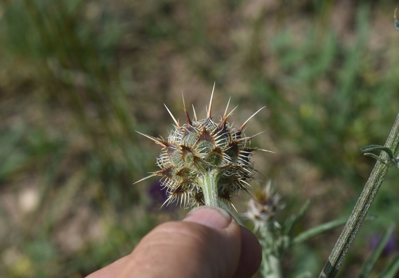 Image of Unknown species specimen.