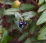 unknown species. Верхушка побега с плодами. Крым, Евпатория, санаторий \"Планета\", озеленение территории. 08.01.2026.