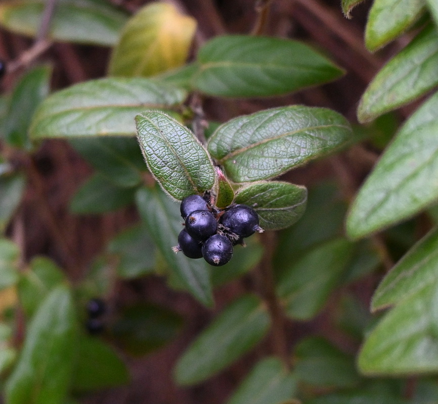 Image of Lonicera japonica specimen.