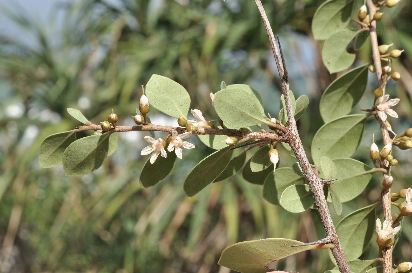 Изображение особи Неопознанный вид.