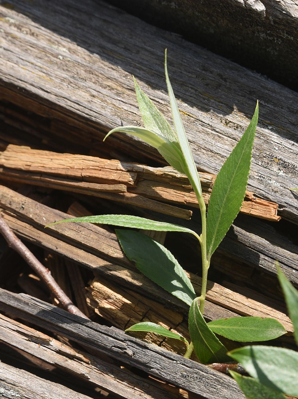 Image of genus Salix specimen.