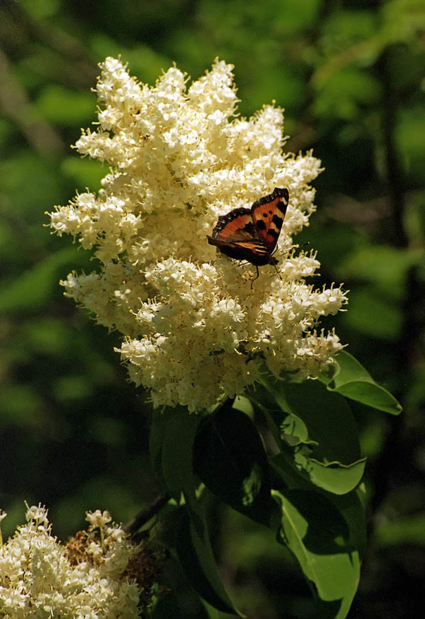 Image of Syringa amurensis specimen.