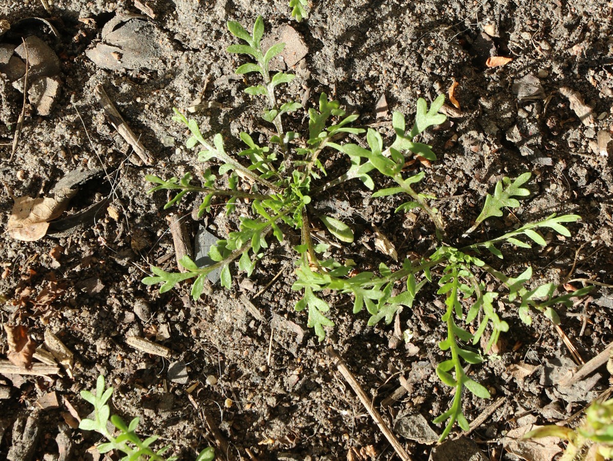 Изображение особи род Lepidium.