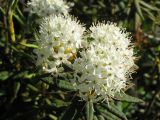 Ledum groenlandicum