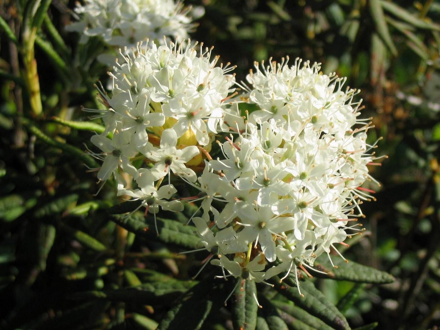 Image of Ledum groenlandicum specimen.
