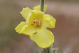 Verbascum undulatum